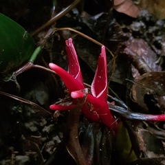 Porcupine ginger (Hornstedtia)