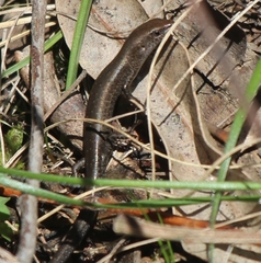 Lampropholis