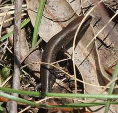Lampropholis