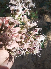 Eupatorium lindleyanum