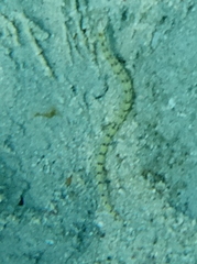 Corythoichthys flavofasciatus