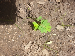 Phyllanthus urinaria