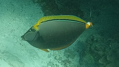Naso elegans