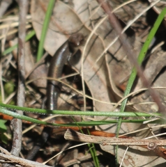 Lampropholis