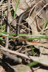 Lampropholis