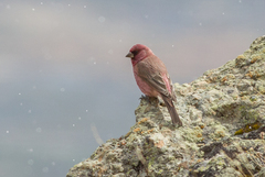 Carpodacus rubicilla
