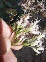 Eupatorium lindleyanum