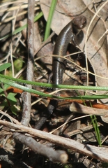 Lampropholis