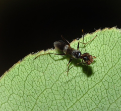Neodryinus typhlocybae