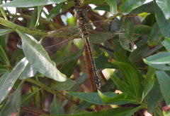 Anax ephippiger