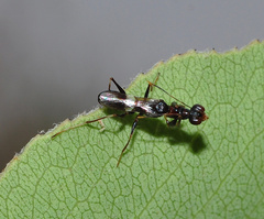 Neodryinus typhlocybae
