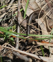 Lampropholis