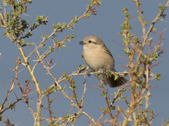Lanius isabellinus