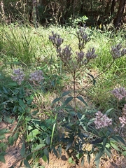 Eupatorium lindleyanum