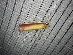 Oncocera semirubella