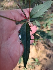 Eupatorium lindleyanum