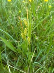 Carex hostiana