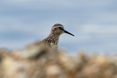 Calidris bairdii