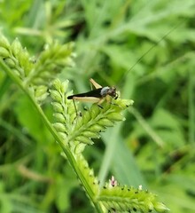 Trigonidium cicindeloides