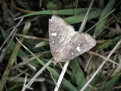 Acosmetia biguttula
