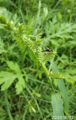 Trigonidium cicindeloides