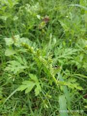 Trigonidium cicindeloides