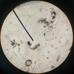 Copepoda