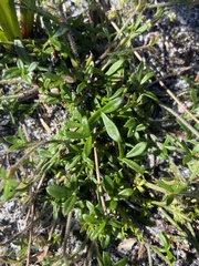 Xanthosia huegelii