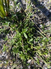 Xanthosia huegelii