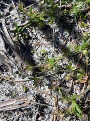 Xanthosia huegelii