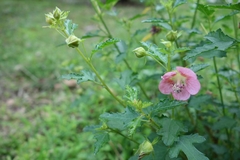 Anisodontea capensis