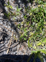 Xanthosia huegelii