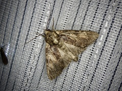 Apamea commixta