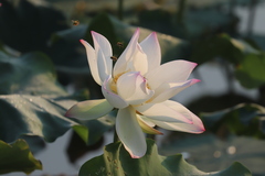 Nelumbo nucifera