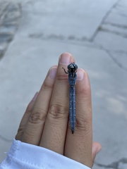 Orthetrum lineostigma