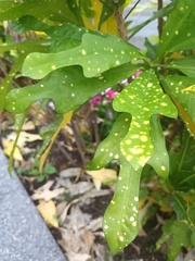 Codiaeum variegatum pictum