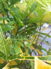 Codiaeum variegatum pictum