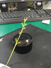 Codiaeum variegatum pictum