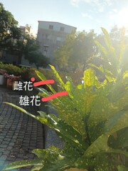 Codiaeum variegatum pictum