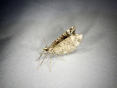 Lobogonodes multistriata