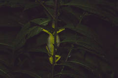 Polychrus gutturosus