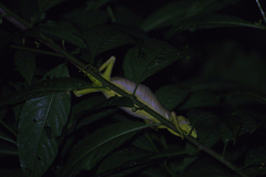 Polychrus gutturosus