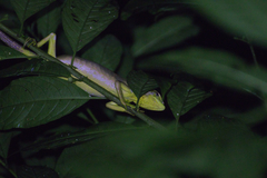 Polychrus gutturosus