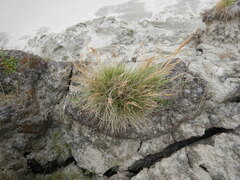 Deschampsia cespitosa cespitosa