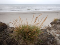 Deschampsia cespitosa cespitosa