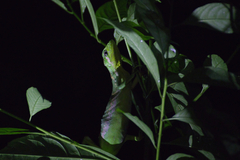 Polychrus gutturosus