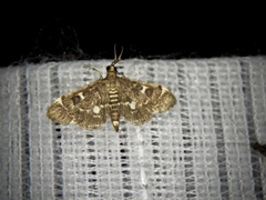 Piletocera sodalis