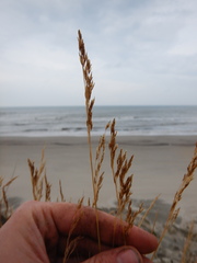 Deschampsia cespitosa cespitosa