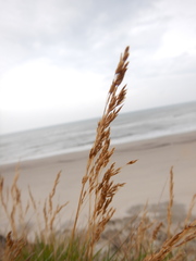 Deschampsia cespitosa cespitosa