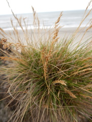 Deschampsia cespitosa cespitosa